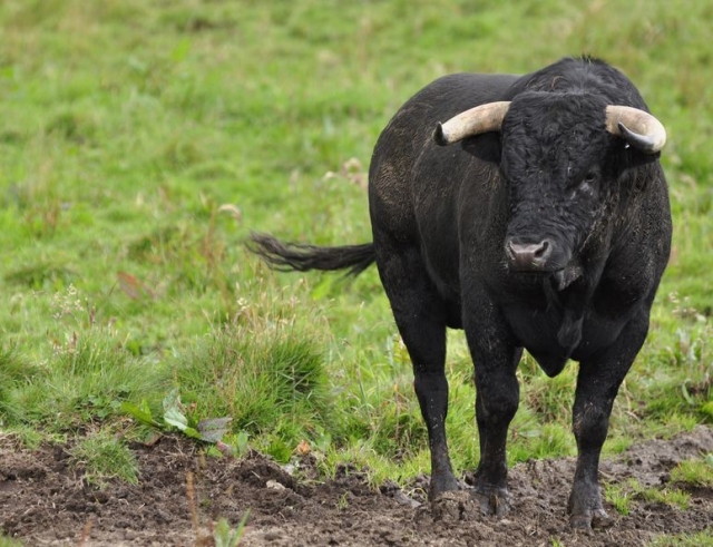  free bull